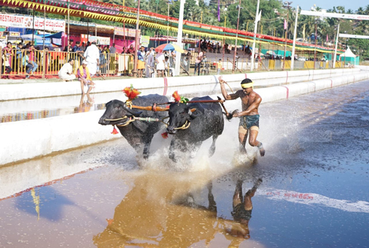 Mangaluru Kambala